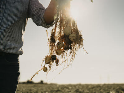 farmer holding up root vegetables